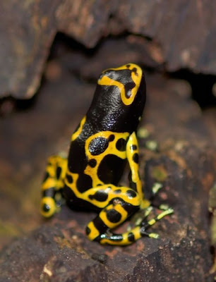 Incredible Multicolored Frogs puictures