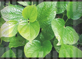 Manfaat Daun Sirih Untuk Gigi