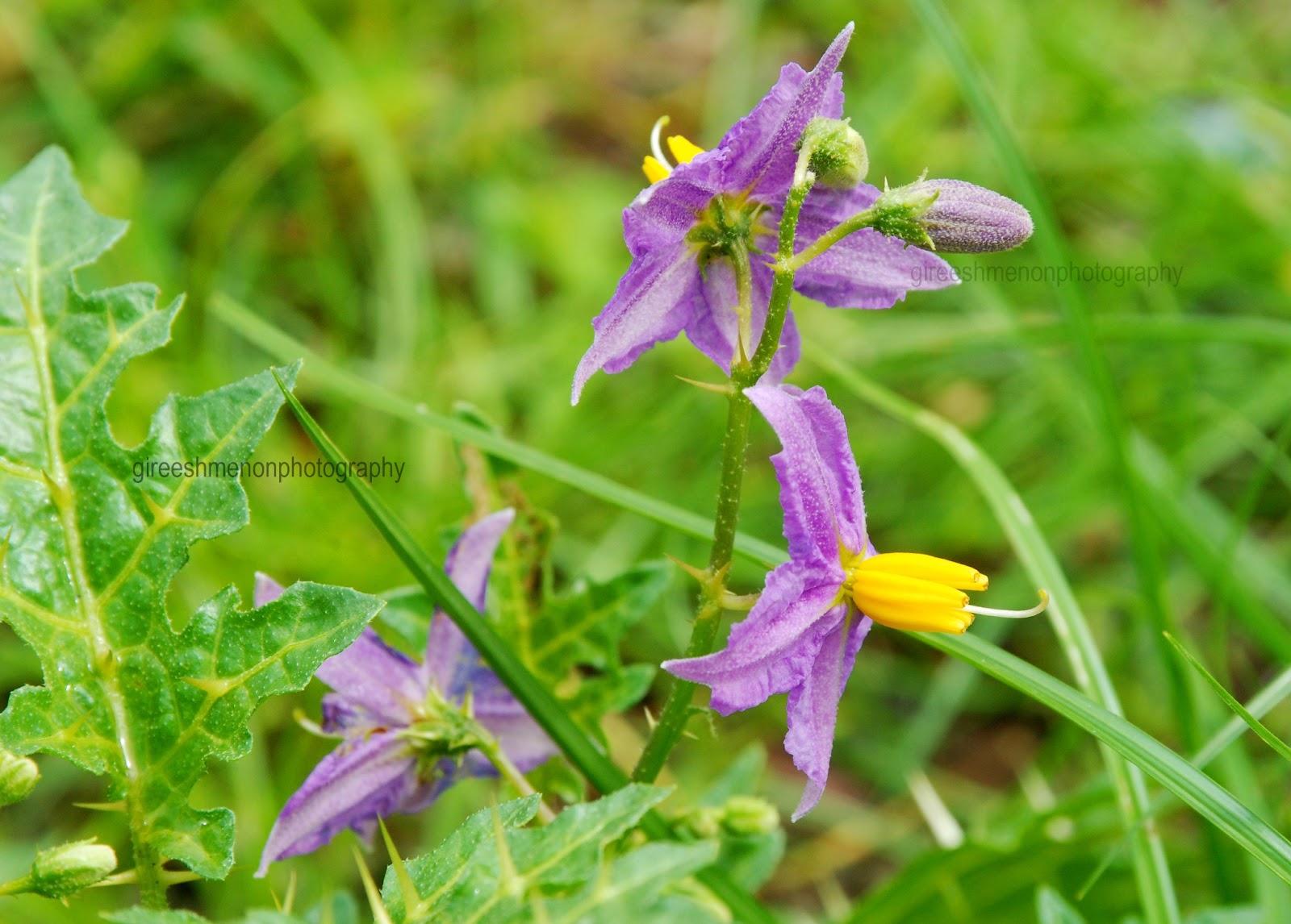 flowers gireeshmenon Thorny Nightshade (Solanum virginianum)