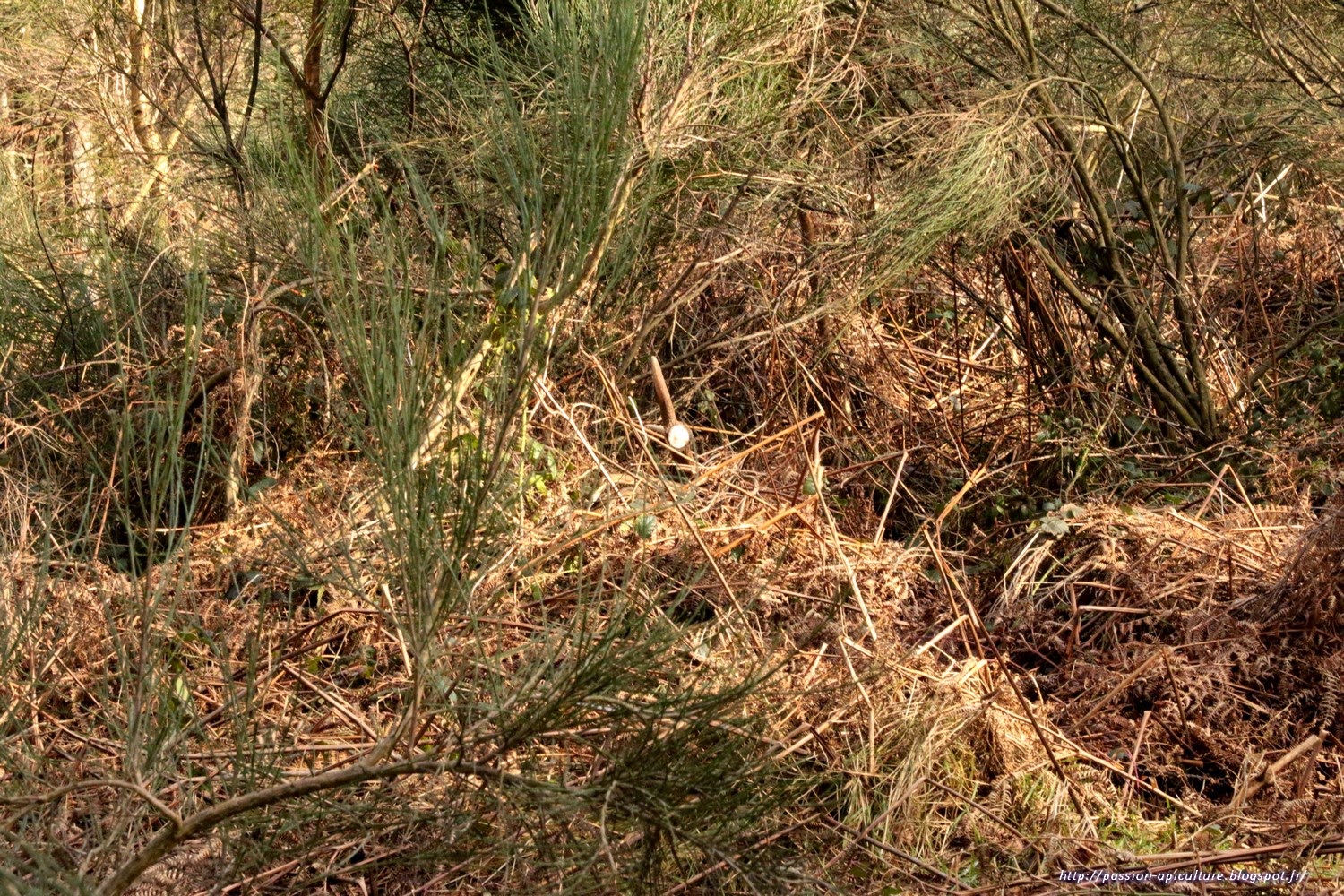 Image Bois De Cerf : . Le blog de l’Abeille Pat: Bois de cerf 2015, une du fiston Image Bois De Cerf : . Le blog de l’Abeille Pat: Bois de cerf 2015, une du fiston