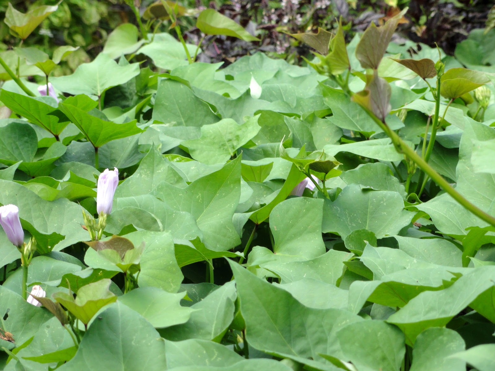 Plant to Plate Sweet Potato Season