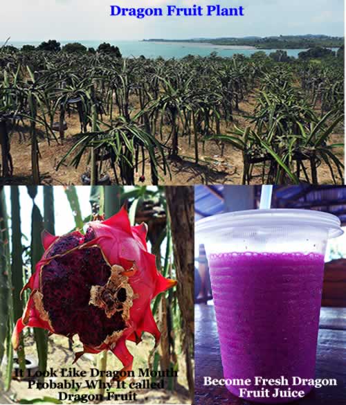 Dragon Fruit Cake Batam Dragon Fruit Cake Batam