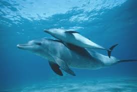Delfini i ljubavni par