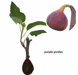 bibit buah tin ara lengkap dan murah toko tanaman bibit buah tin ara lengkap dan murah toko tanaman