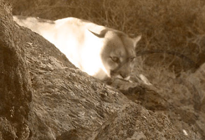 Guided+Lion+Hunts-Arizona.jpg