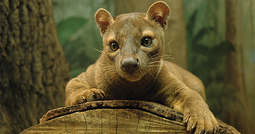Fossa | Fun Animals Wiki, Videos, Pictures, Stories