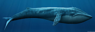 Blue Whale water, sea in ocean alone image, photos, picture