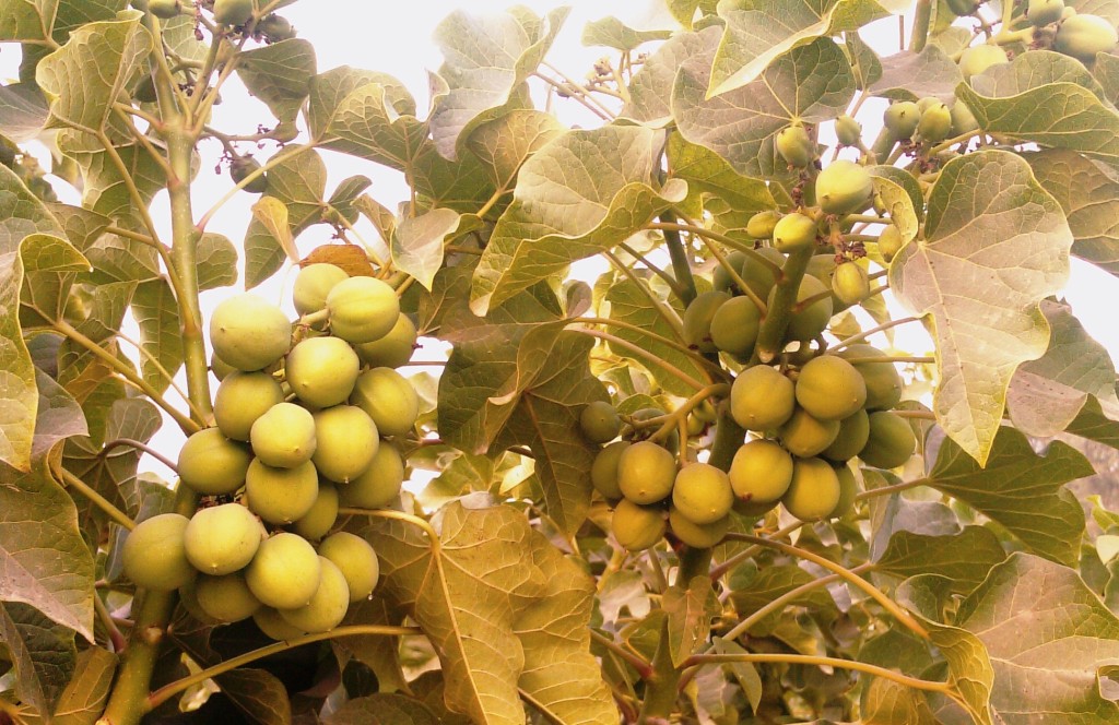 Pakistani Fruits Pictures Pakistan in Photos