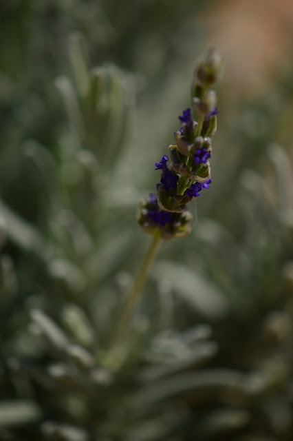 desert garden, July bloom, Lavender Goodwin's Creek Gray, lavendula