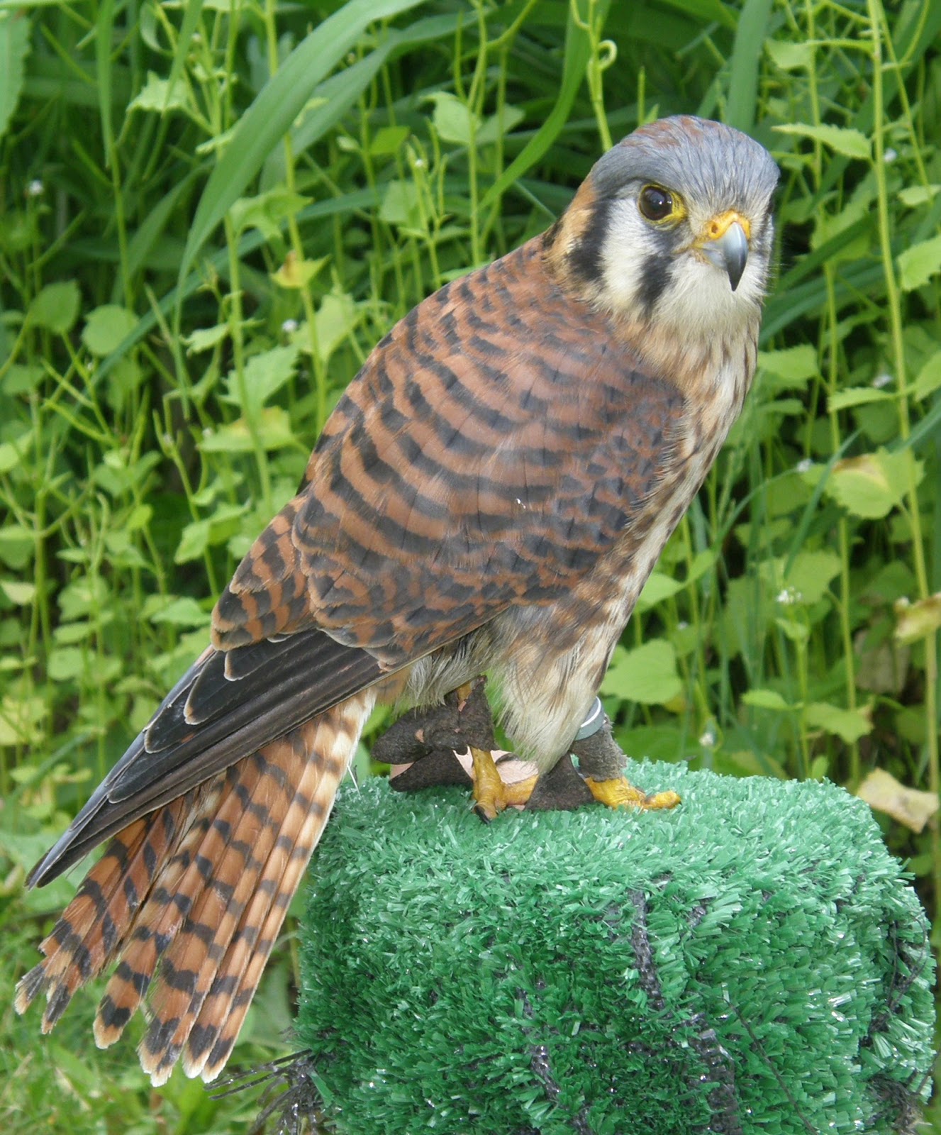 Experience Nature Upclose with Kestrels 2013 KestrelCam