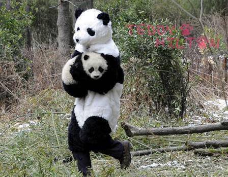  Panda researchers in China, wear panda costumes to give mother-like feeling to a lonely baby  panda who has lost her mother.