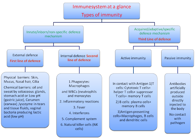 Immune system at a glance