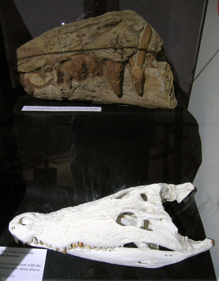 http://4.bp.blogspot.com/-z0KEDwA4G50/TbqvbKdXjVI/AAAAAAAAAjU/BCsSng-7ic0/s1600/Kronosaurus%252BCroc-Skull.jpg