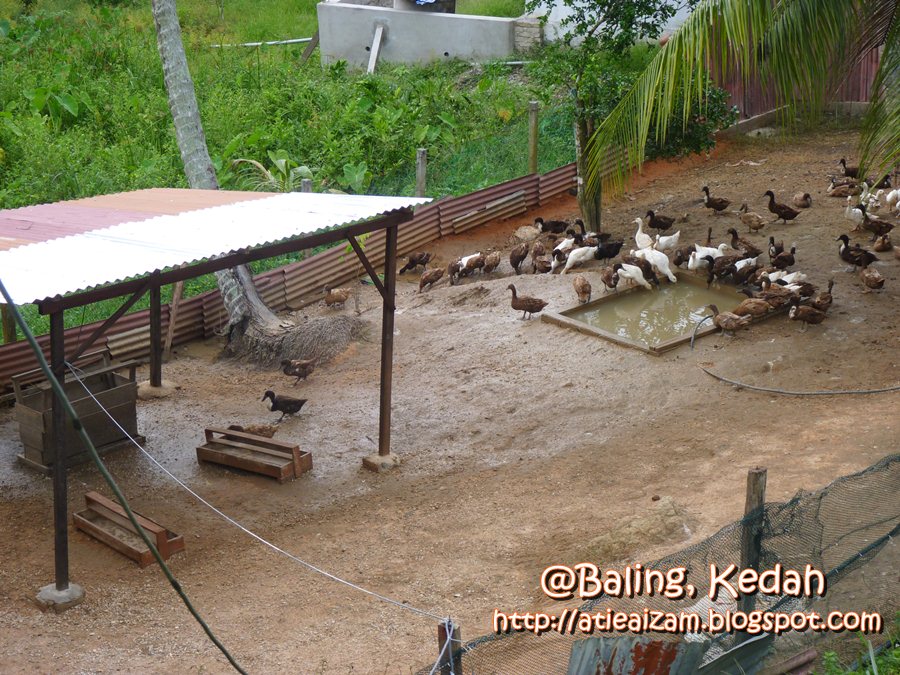 View Rumah Untuk Disewa Baling Kedah Gif