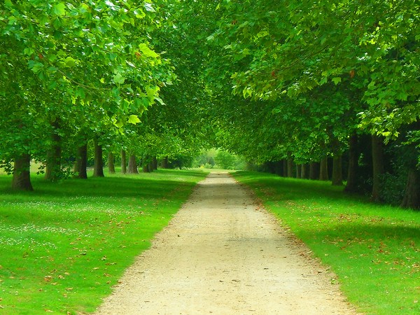 Awesome Green Forest Beautiful Path Images