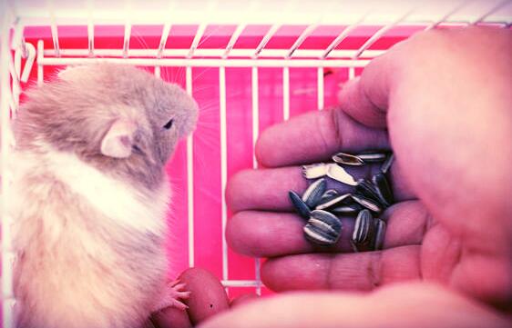 Hamstermy November 2015