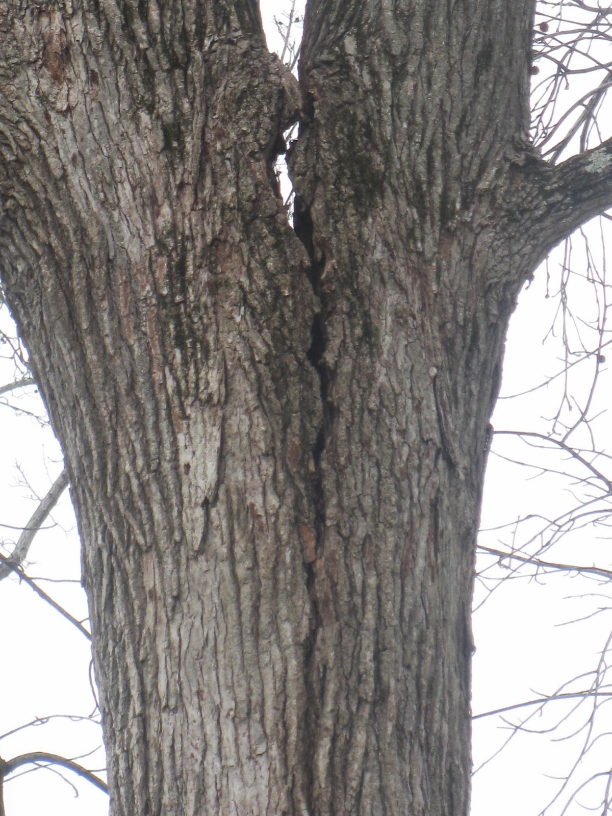 tree bracing