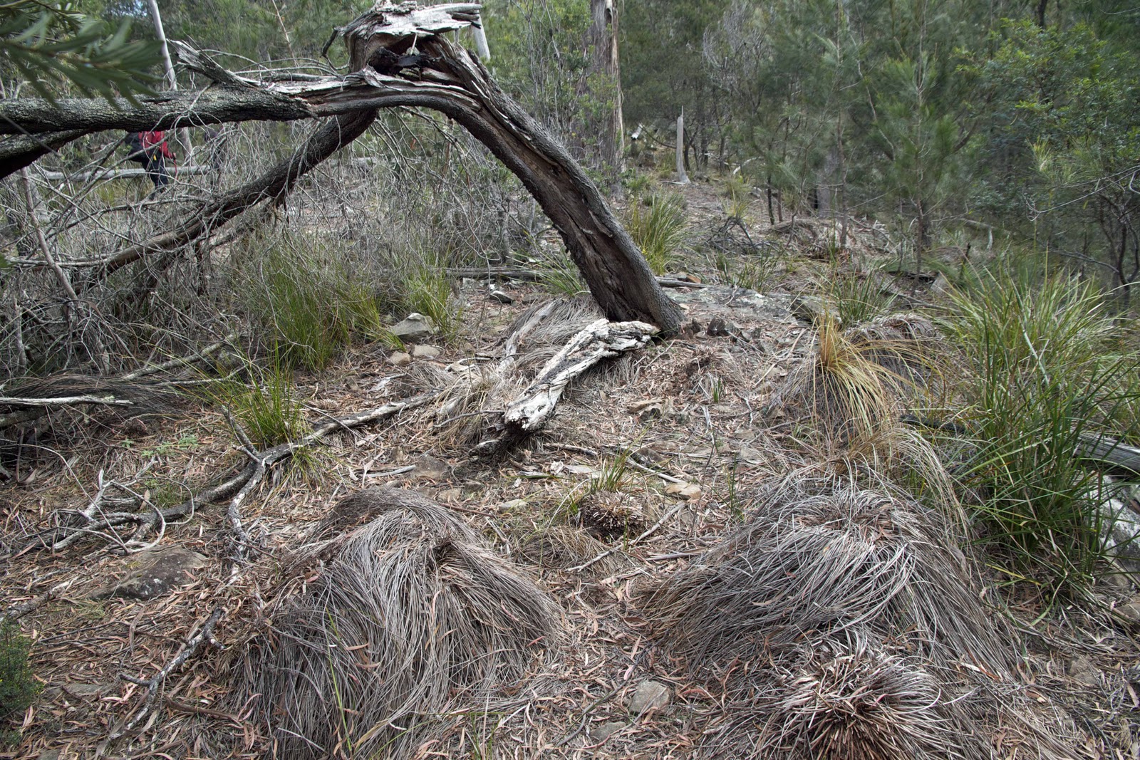 Nature Scribe Further Down the Track