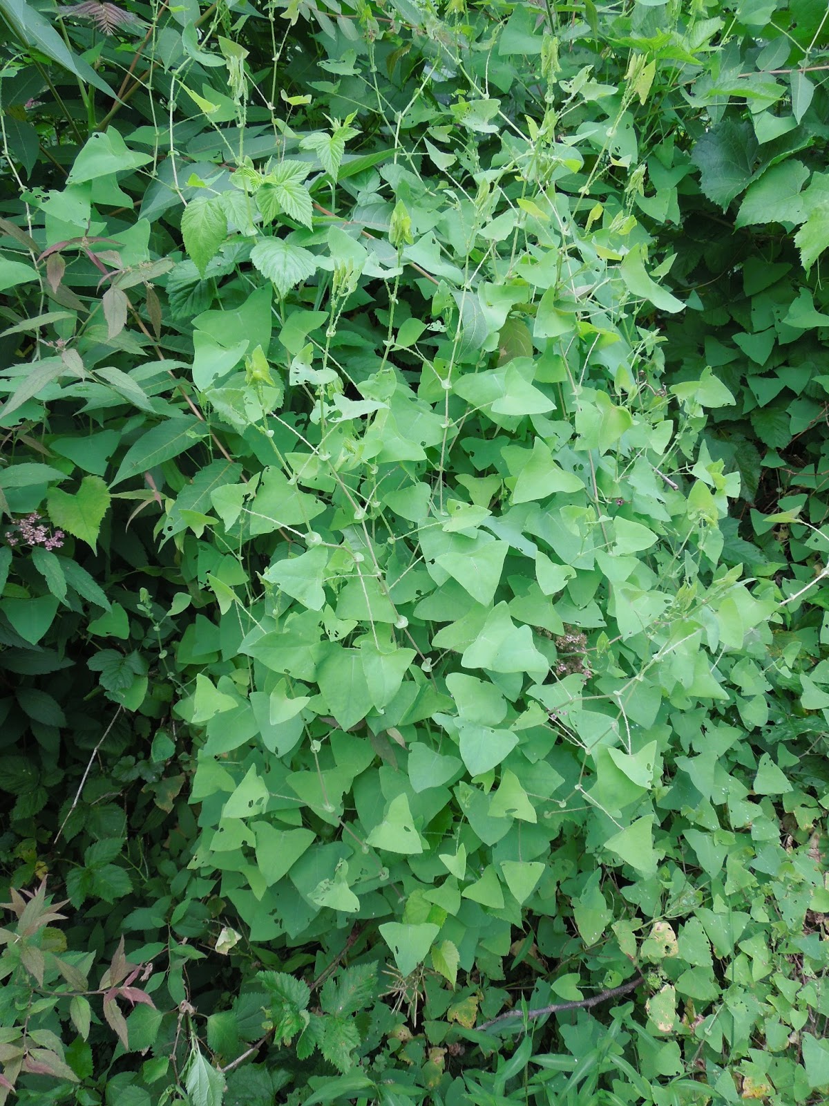 Franklin County (PA) Gardeners: Weeds, Part 3 Mile-a-Minute Vine