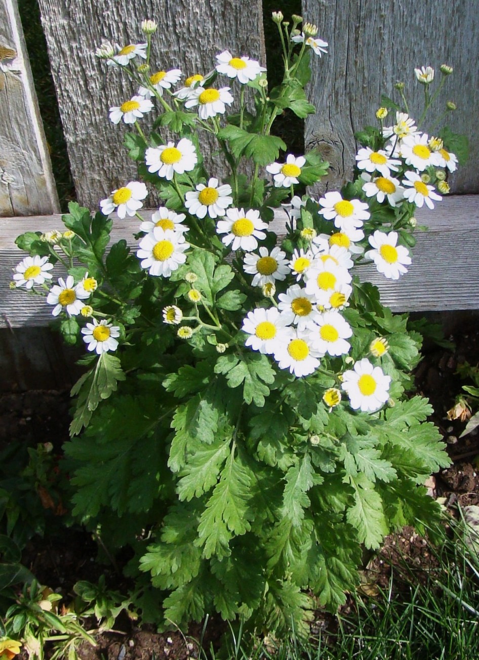 Growing Hermione�s Garden Tanacetum parthenium Feverfew