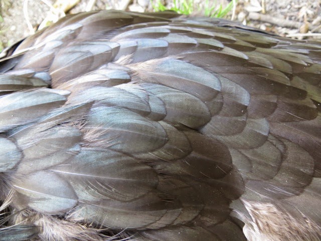 Black orpington hen exterior vaned feathers