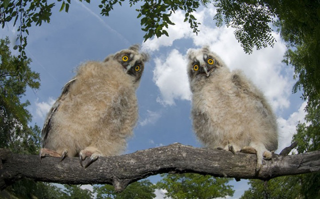 Imagens de animais mais incríveis já vistas