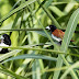 Black-headed Munia