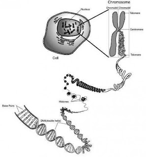 Eukaryotic Chromosome