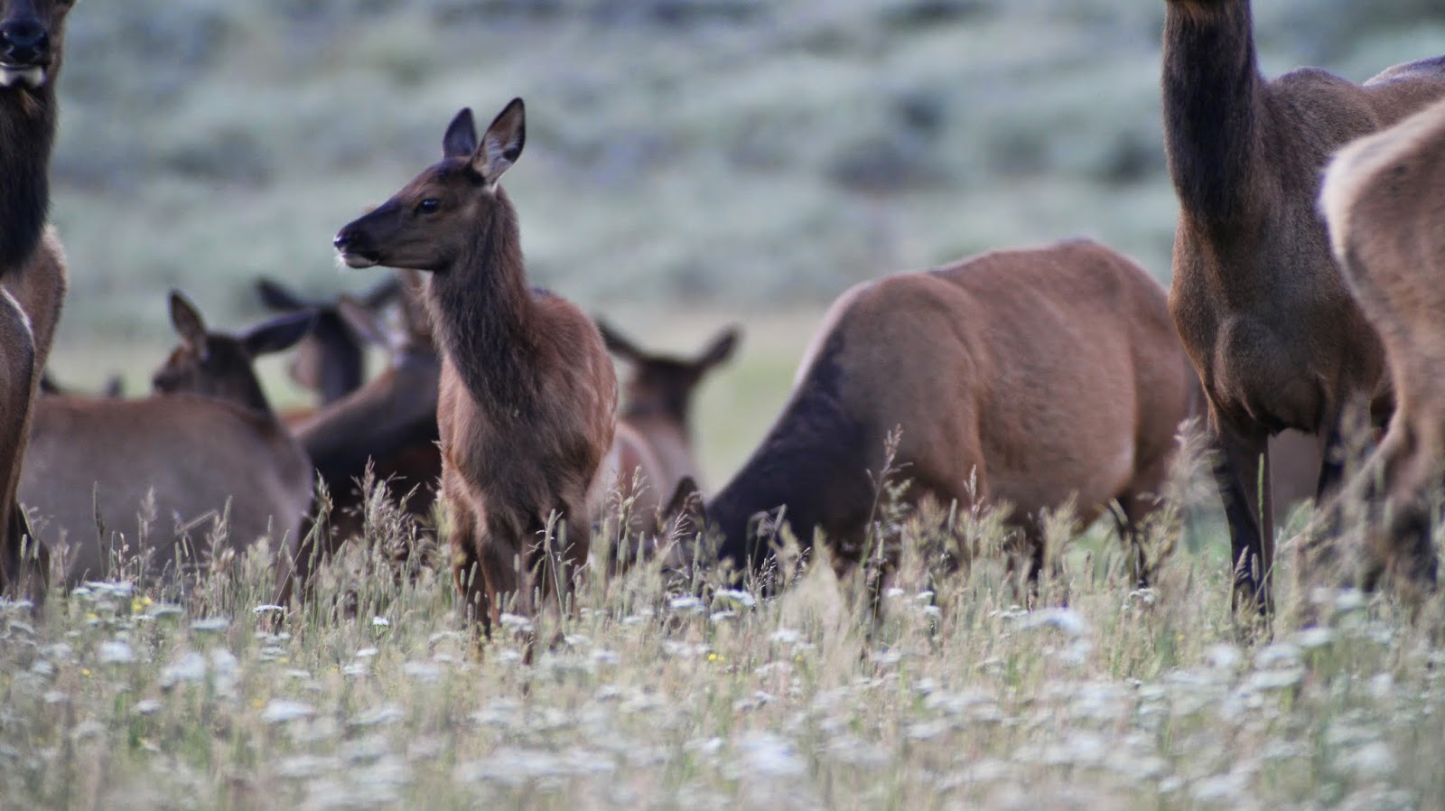 Jackson+Hole+Wyoming+Elk+Photos+in+near+Teton+National+Park+with+Jay+Scott+Outdoors+18.JPG