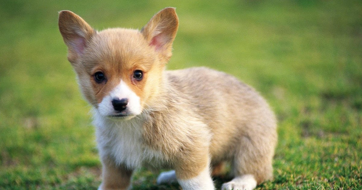 Cute Little Dog in Garden | Okay Wallpaper