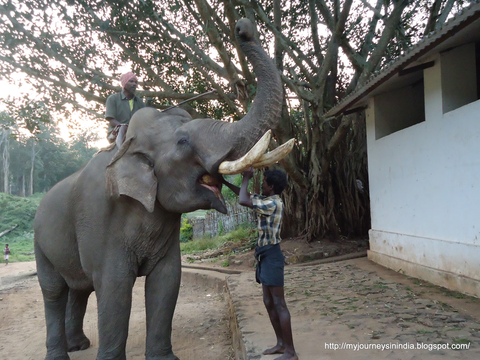Topslip Elephant Camp Topslip Elephant Camp