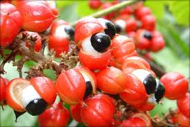 Lafarmaciaentucasa - Para que sirve el guarana Para que sirve el guarana