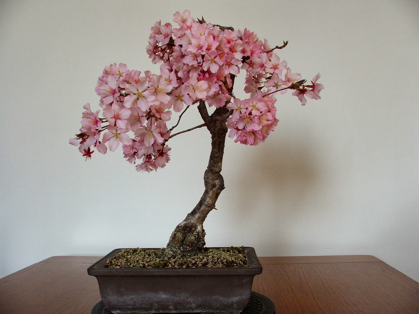 Evoluzione Bonsai bonsai di ciliegio da fiore prunus subhirtella cherry blossom