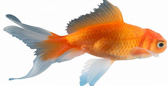 Gambar Bagaimana Ikan Berenang Naik Turun Klikfisika Gambar di Rebanas