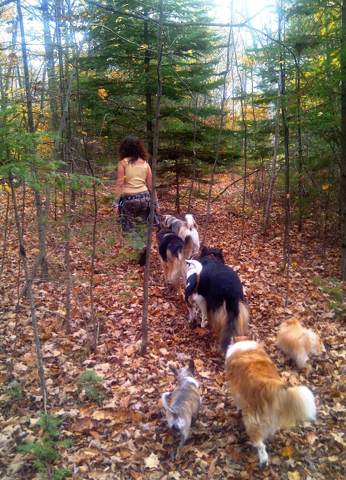 is garlic for dogs ottawa valley whisperer garlic for dogs health benefits preparation use is garlic for dogs ottawa valley whisperer garlic for dogs health benefits preparation use