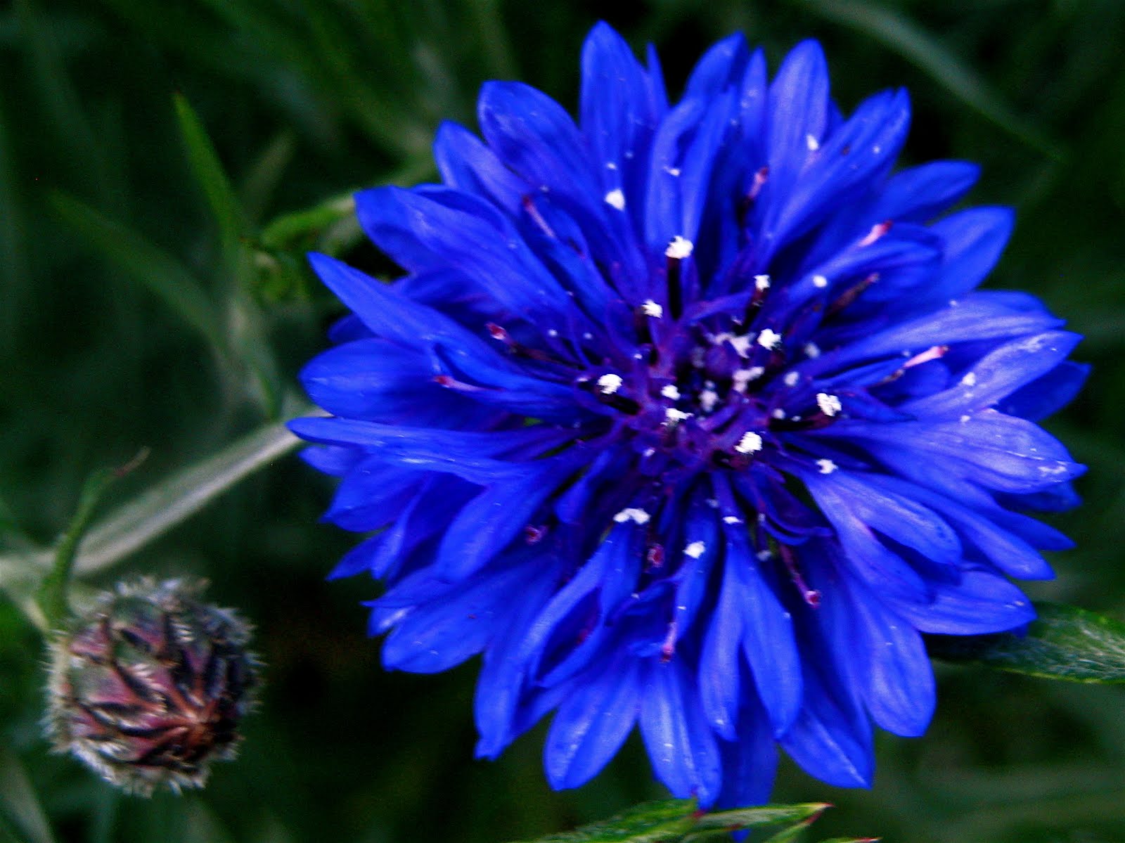 bachelor s button flower bachelor s button flower