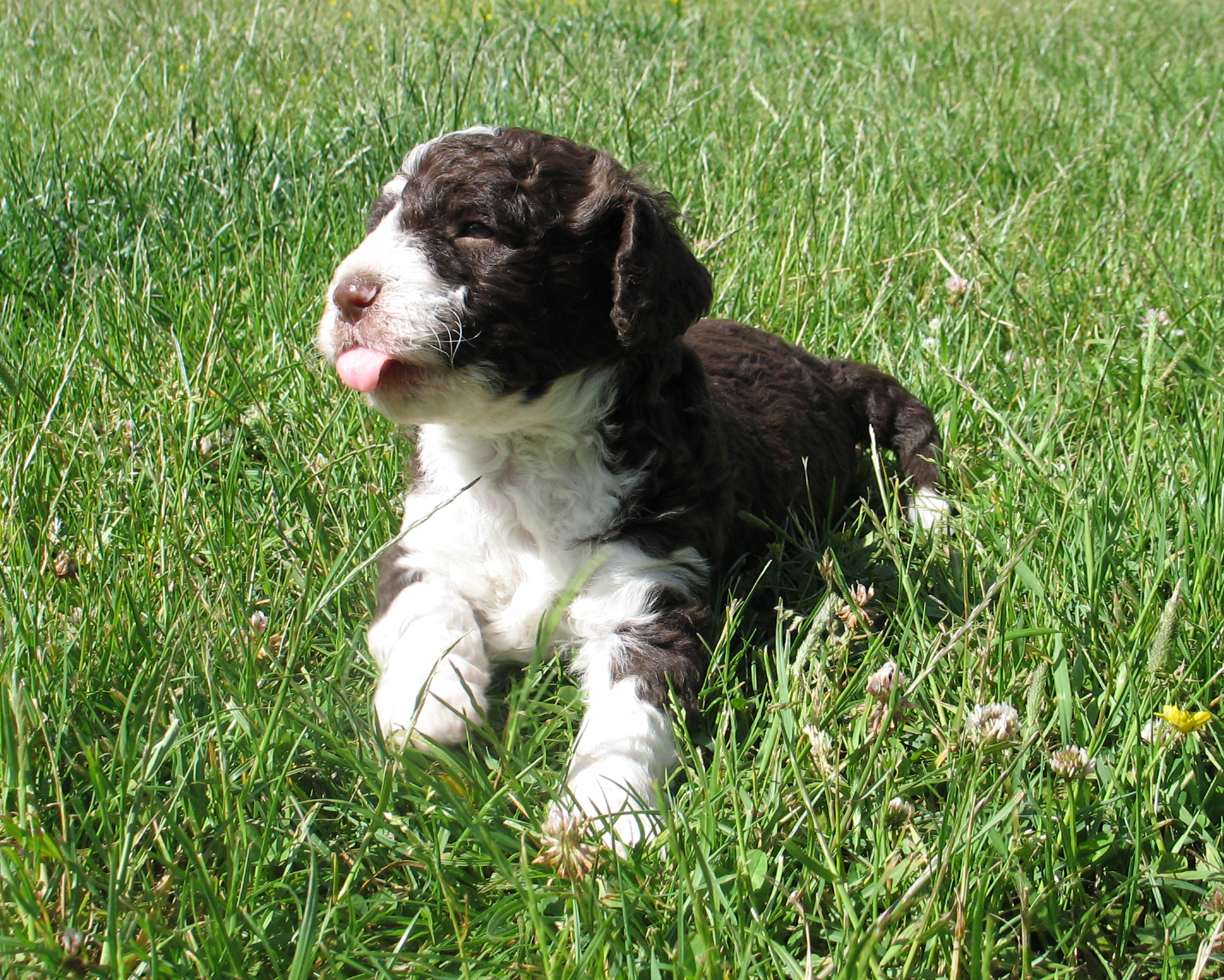 Flexi´s and Zamora´s Puppies, Flexis och Zamoras valpar, Spansk