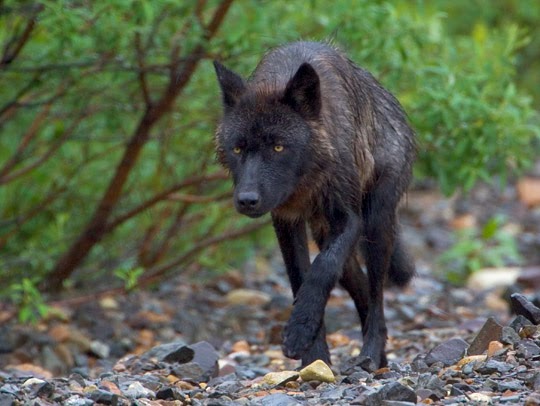What are some facts about timber wolves?