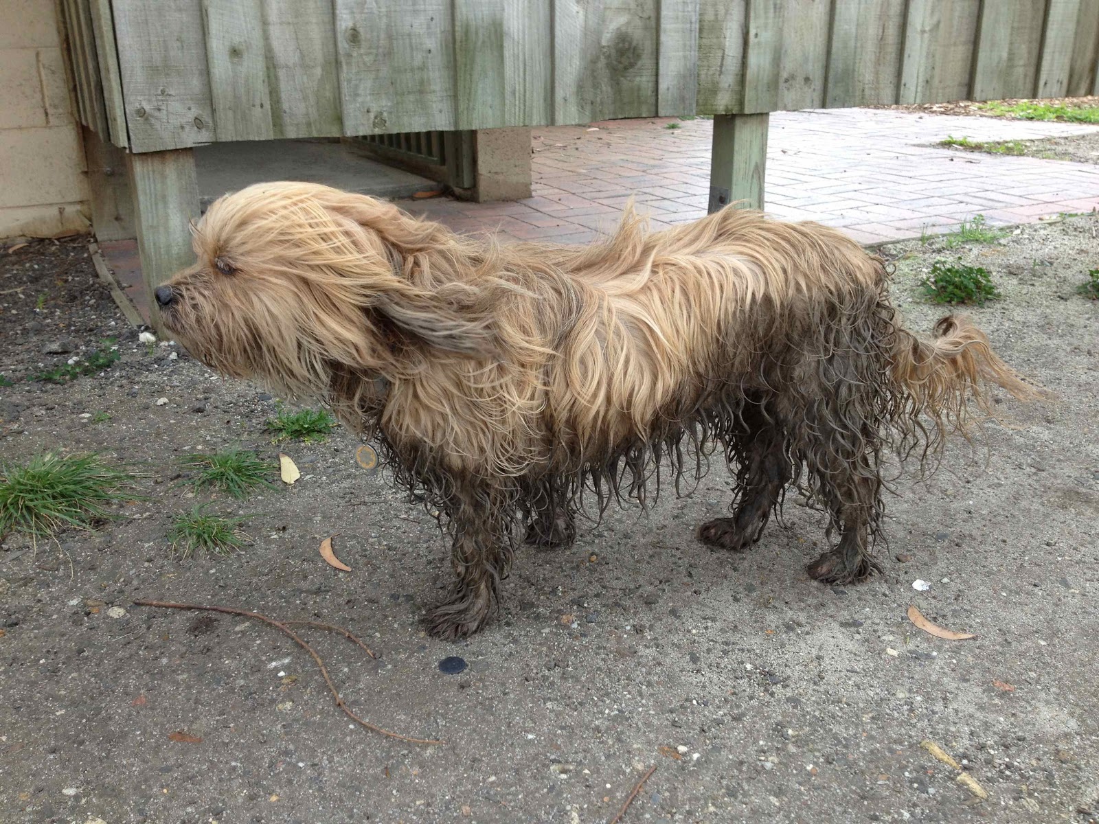Dog Mud