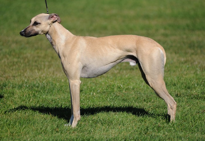 How Well Do Whippets And Cats Get Along How Well Do Whippets And Cats Get Along