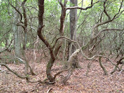 . Laurels. It was quiet and mysterious, with the sound of a bubbling brook . (mt laurel)