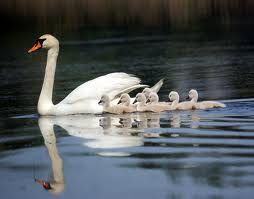 Fun Swan Facts Swan Facts