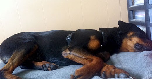 trazodone for dogs cookie s iliopsoas injury treatment trazodone dawg business it s your s health trazodone for dogs cookie s iliopsoas injury treatment trazodone dawg business it s your s health