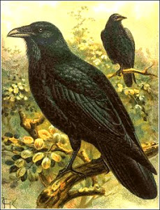 Ravens