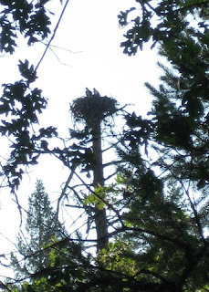 Pair of ospreys in their nest atop a dead tree above Burney Falls.