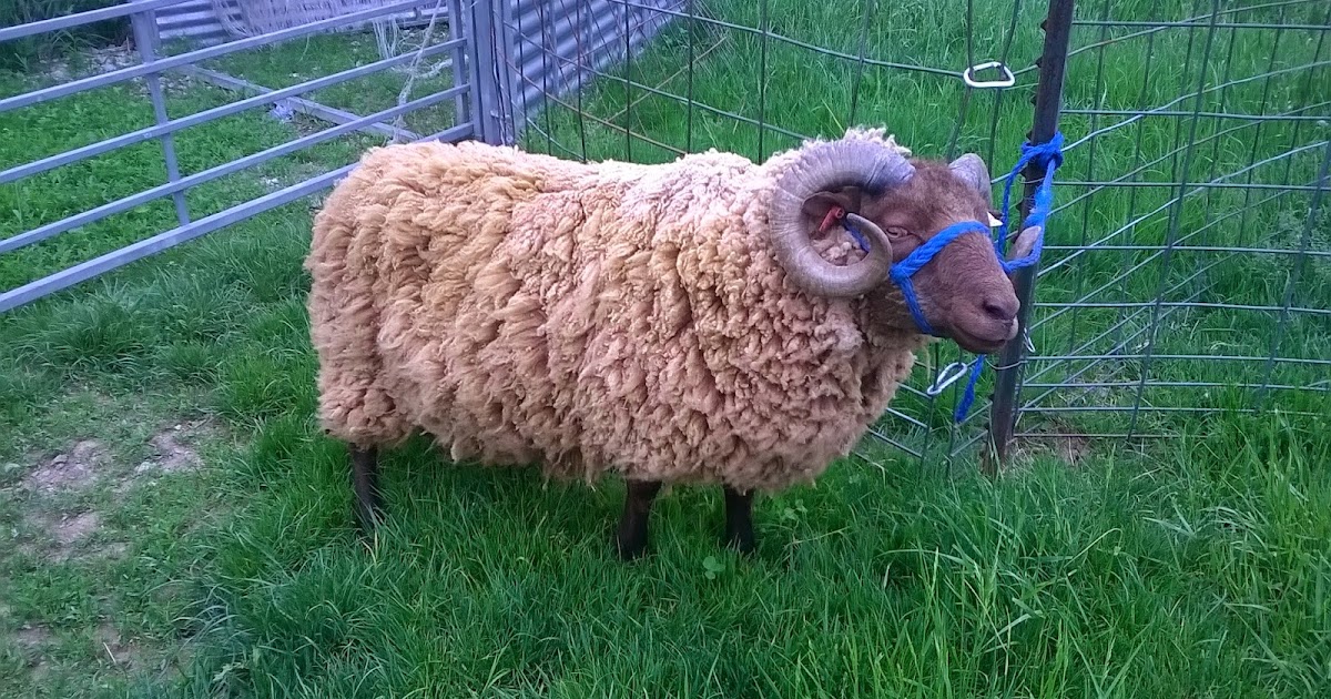 Under The Son Farm Rams used for the 2015 lamb crop