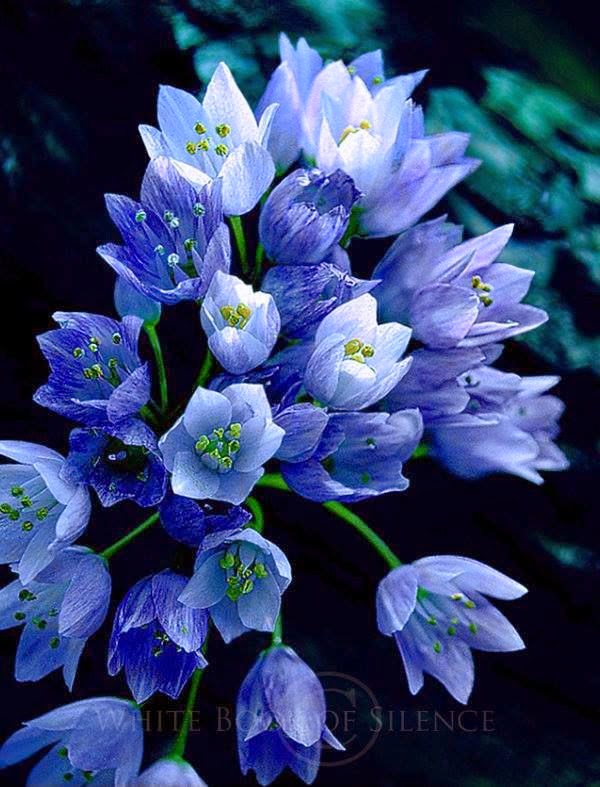 Beautiful blue flowers ~ Dreamy Nature