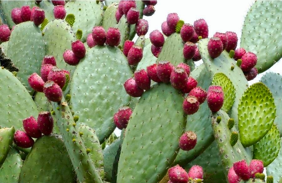 Prickly Pear Cactus (Opuntia Ficusindica) Overview, Health Benefits