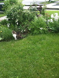 Pam's Herbs (and cat!)