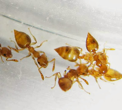 Workers of a small Crematogaster ant